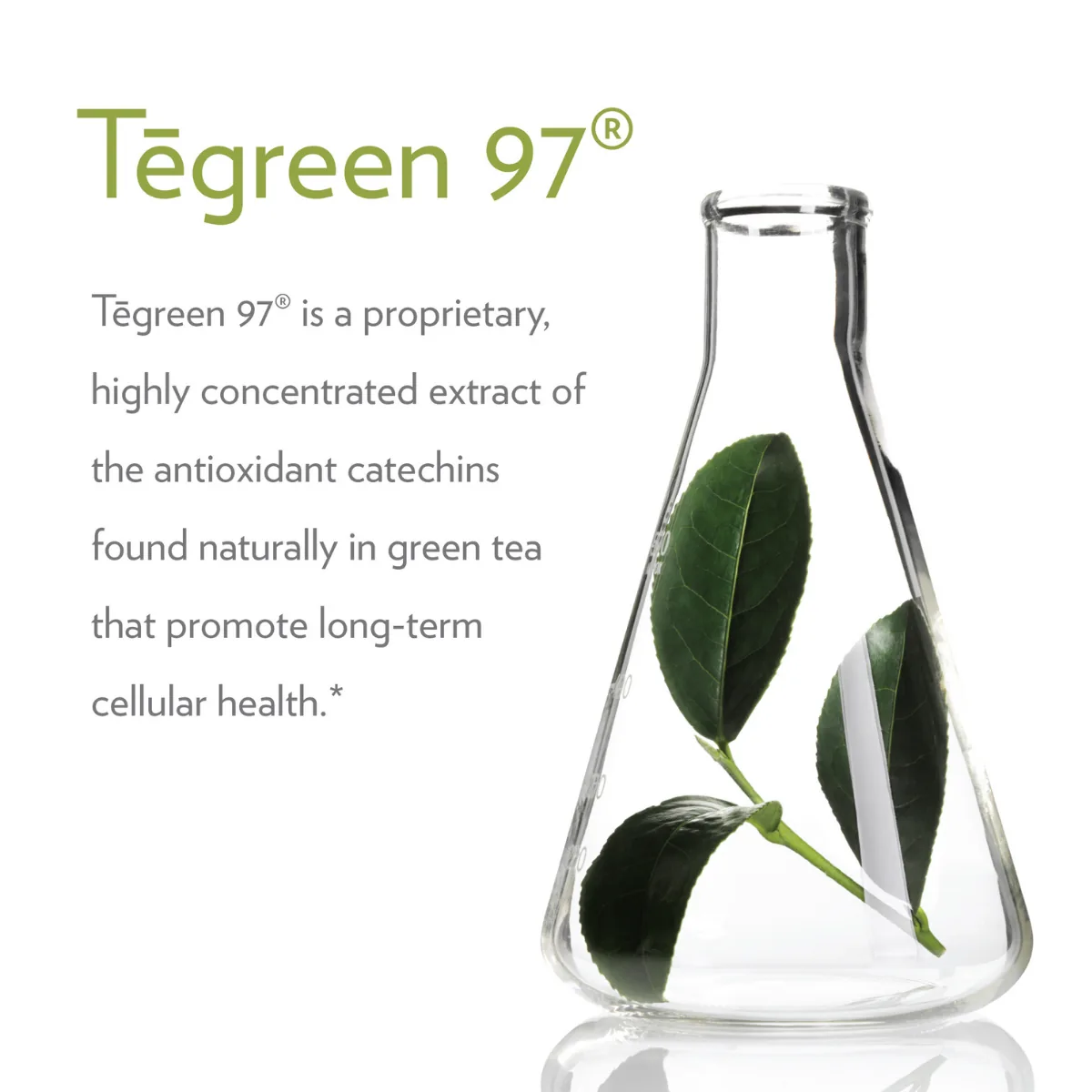 TeGreen 97 — photo 3 of 4