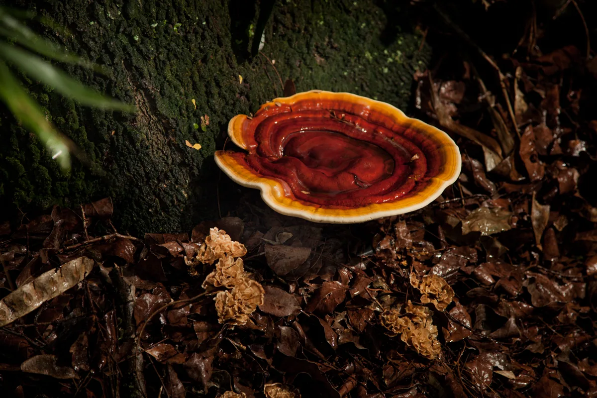 ReishiMax GLp — photo 4 of 5